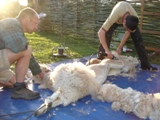Workshop alpacascheren