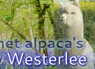 Alpacashow Westerlee