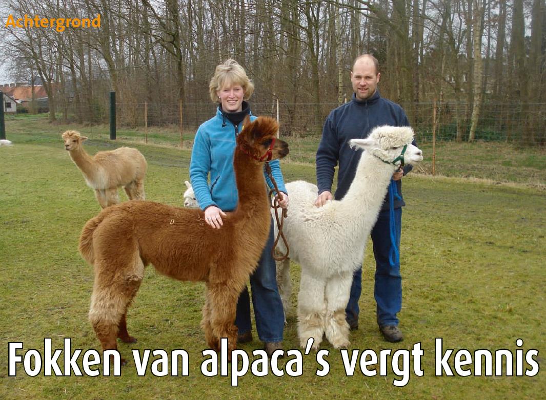 Boerenvee: Fokken van alpaca's vergt kennis