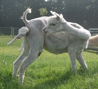 Geboorte alpaca