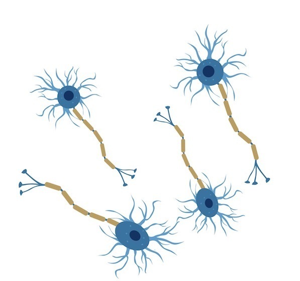Waarom Neurotransmitters een grote rol spelen bij hechtingsproblemen?