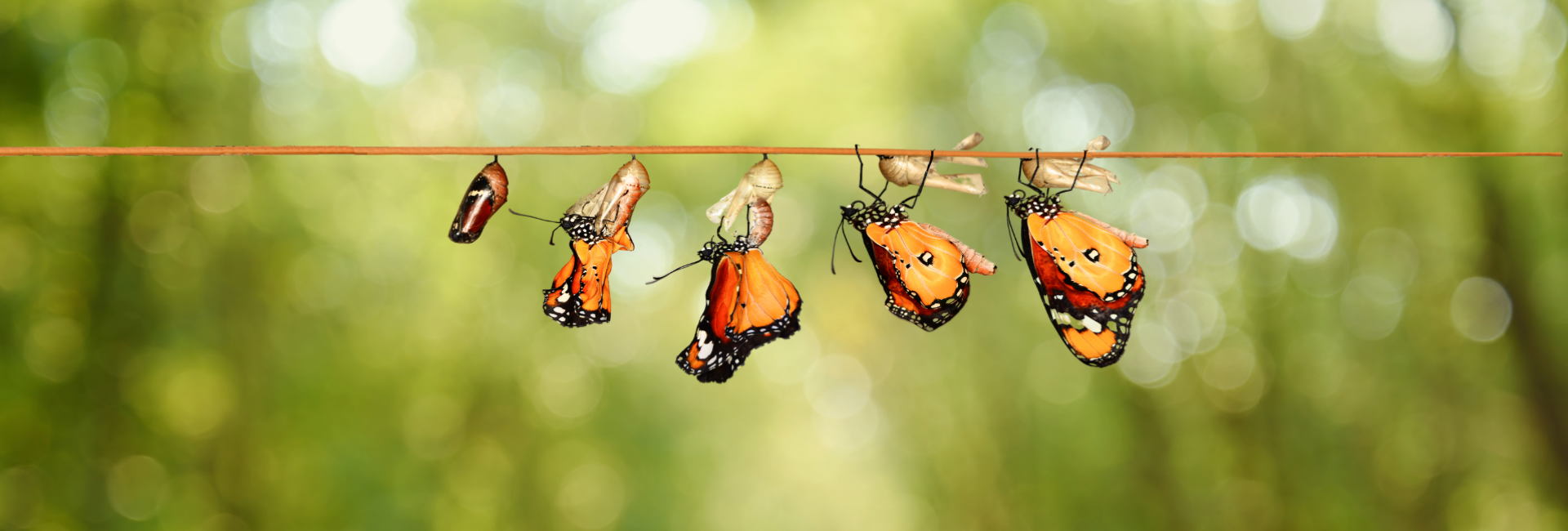 Ambassadeurs van aandacht