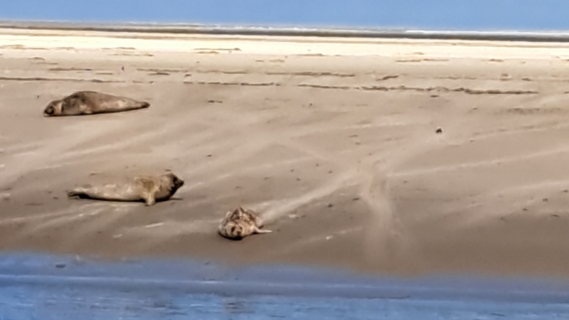 ameland-vakantie-robbentocht-de-zeehond-zandbank
