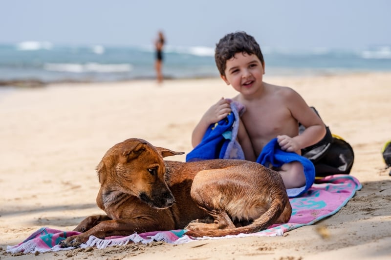 ameland-vakanties-met-hond-strand