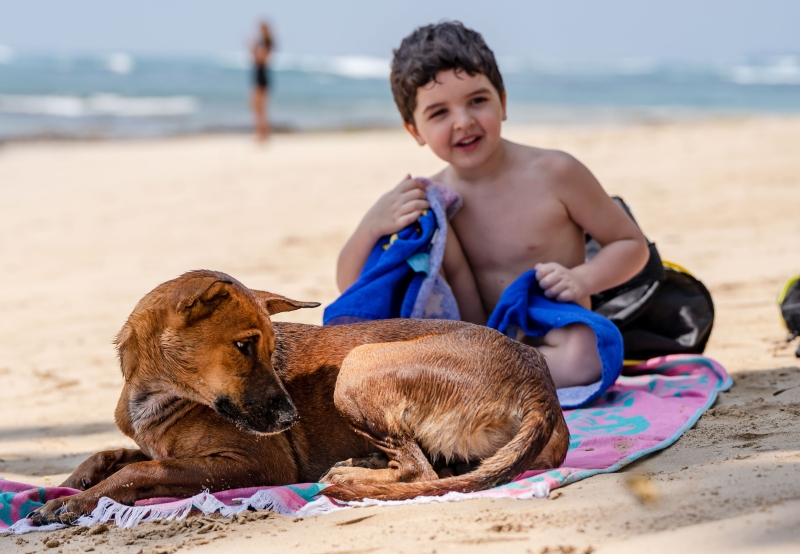 ameland-vakanties-met-hond-strand
