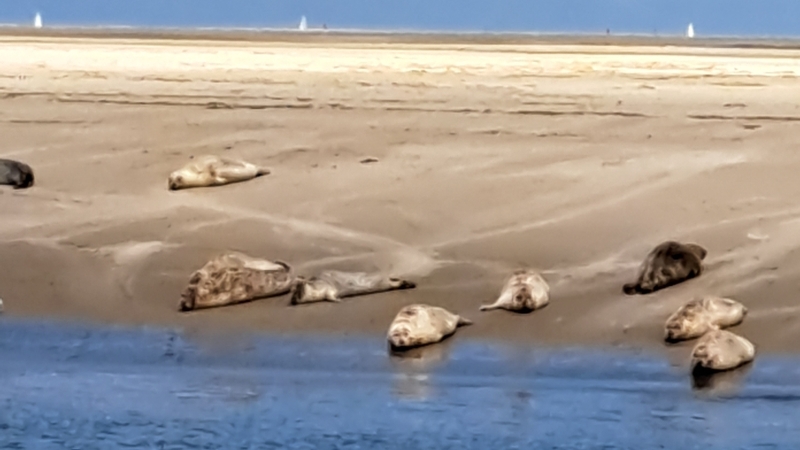 ameland-vakanties-robbentocht-zeehond-zandbank-1