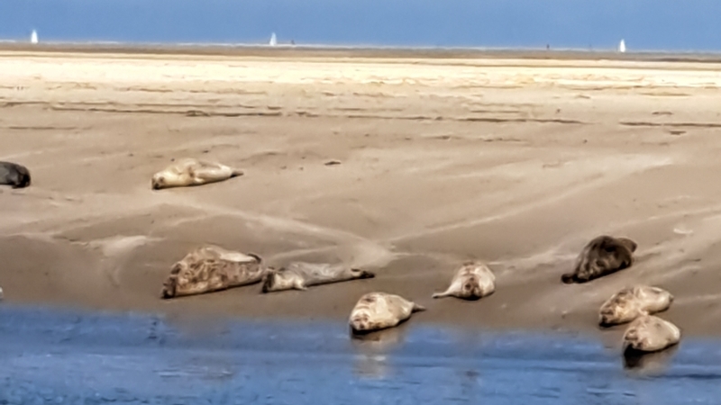 ameland-vakanties-robbentocht-zeehond-zandbank