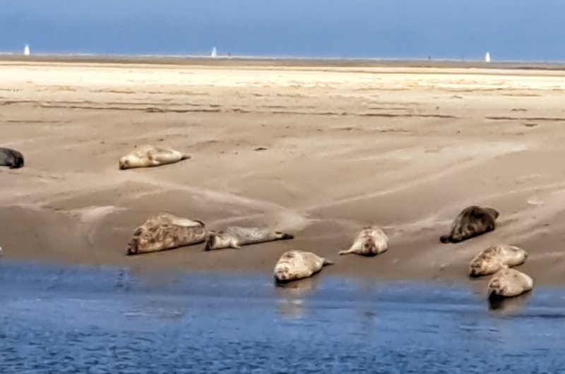 ameland-vakanties-robbentocht-zeehond-zandbank