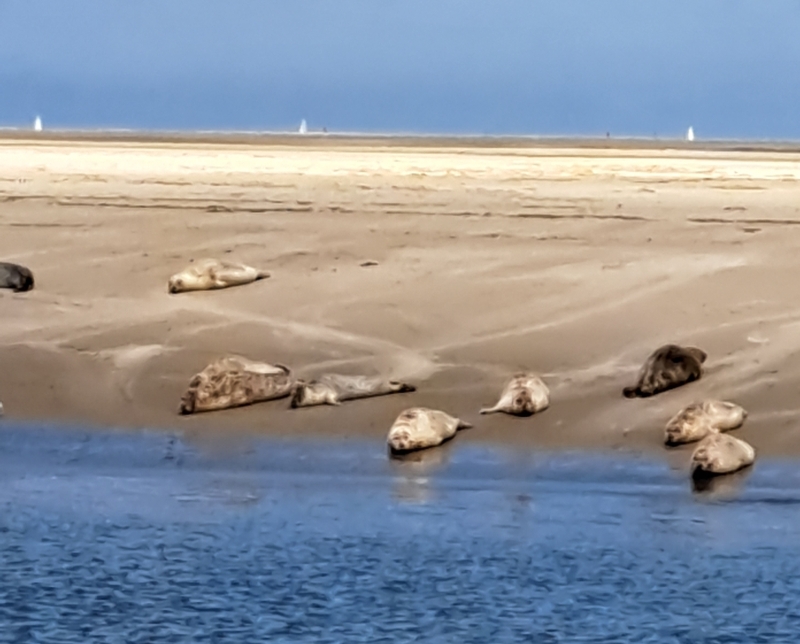 ameland-vakanties-robbentocht-zeehond-zandbank