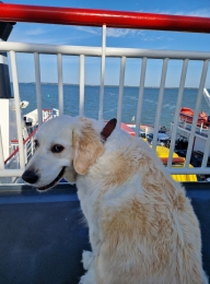 boot-ameland-met-hond