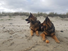 camping-ameland-honden-welkom-zee-duinen-duitse-herders