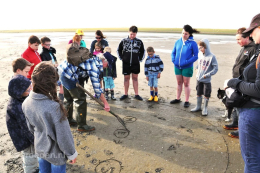 grote-groepen-op-ameland