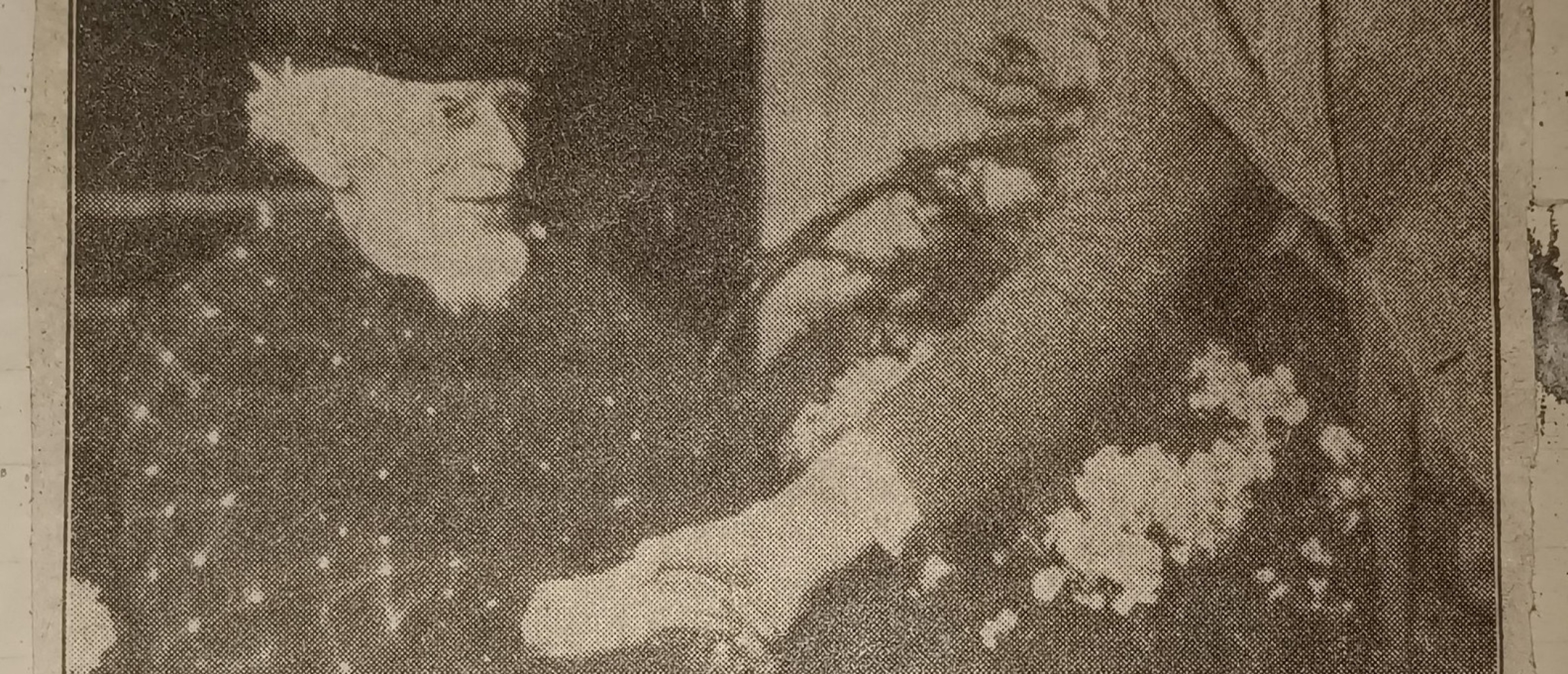 mensenredder-ameland mensenredder-ameland