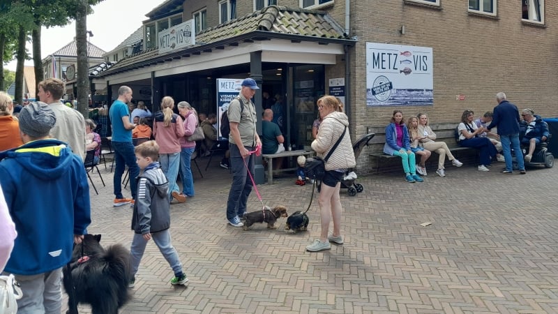 vakantie-op-ameland-met-je-hond-in-nes-1