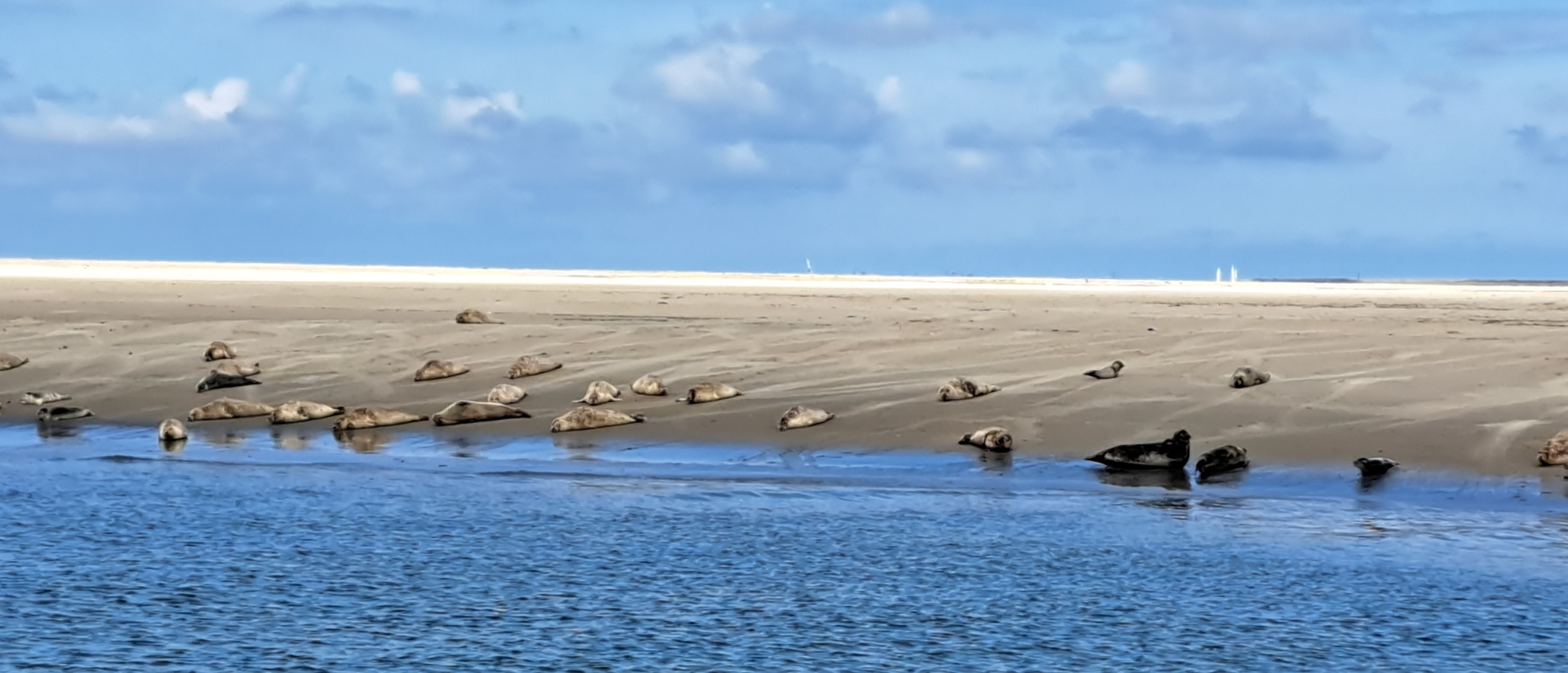 zeehonden-spotten-ameland