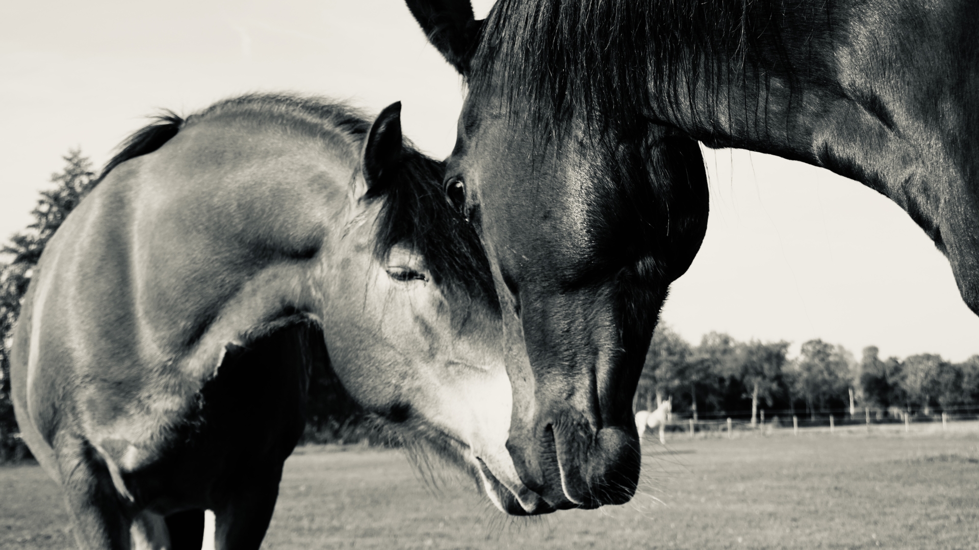 connectie paard