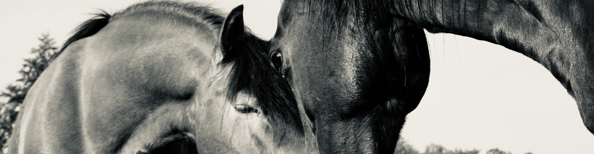 connectie paard