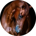 dressuur paard