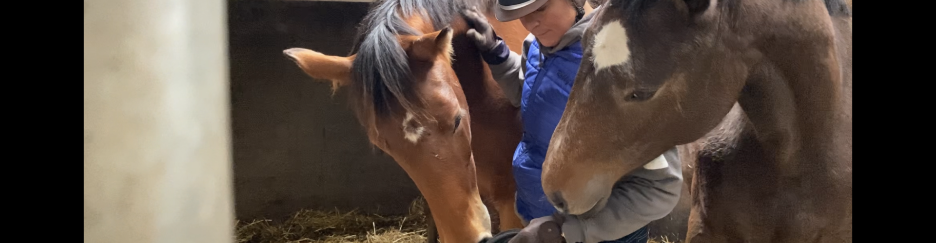 Anne Marie Hazenberg Instructeur Paard en Gedrag
