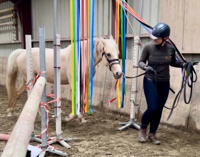 revalidatie training paard