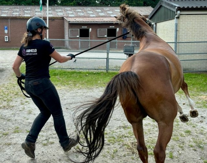 Schrik en obstakel clinics