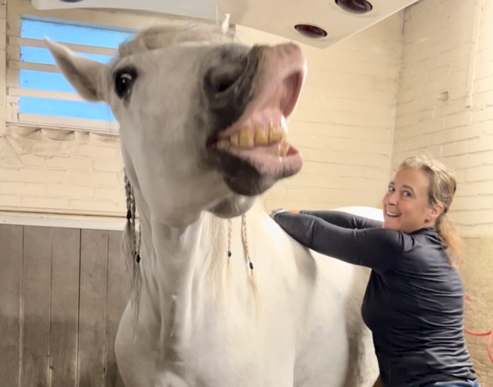 Massage paard en bodywork