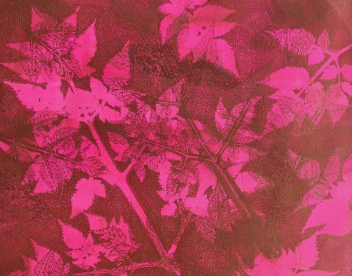 Monoprint planten plantafdrukken van plantmateriaal acrylverf op papier