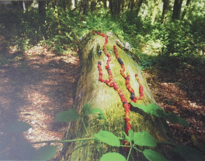 Landart prints
