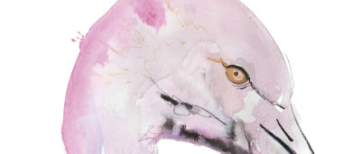 Tropische vogel kaarten en van alles waar we mee bezig zijn.