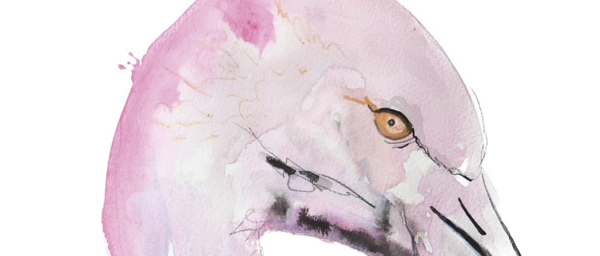 Tropische vogel kaarten en van alles waar we mee bezig zijn.