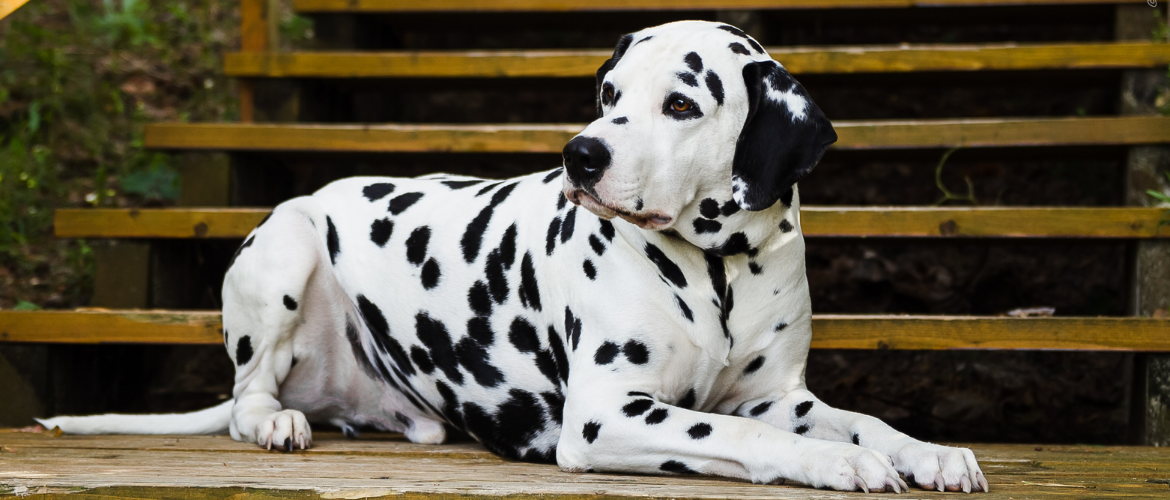 Dalmatiër - Dalmatische hond