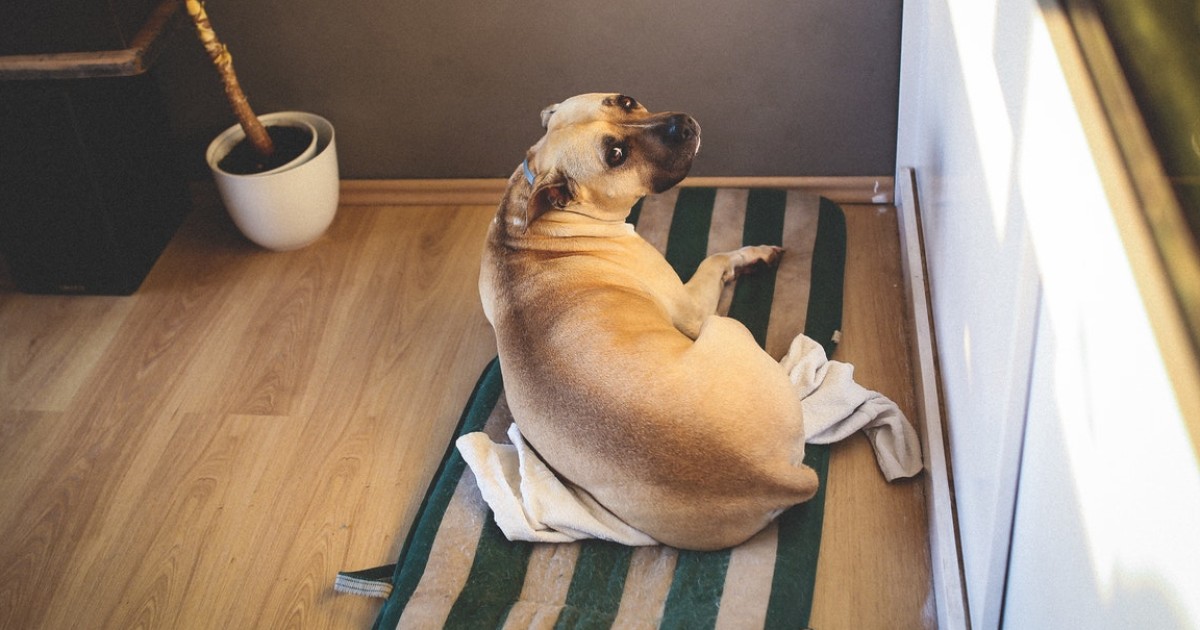 Mijn hond verveelt zich gedragsproblemen hondencoach Aniek Wendt
