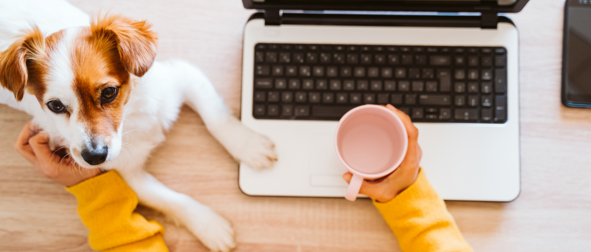 Online hondentraining Online hondentraining
