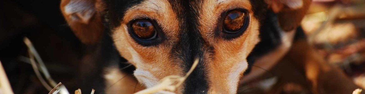 ASCO Preiu Clicker, Hunde und Katzen Klicker für professionelles