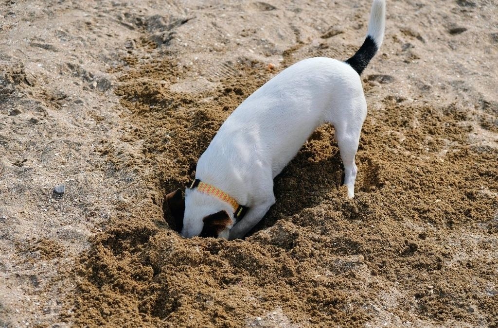 Mijn hond is aan het graven