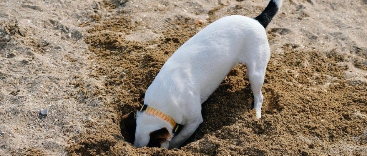 Mijn hond is (overmatig) aan het graven gedragsproblemen Aniek Wendt