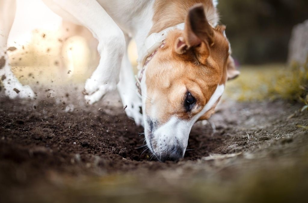 Mijn hond is (overmatig) aan het graven gedragsproblemen Aniek Wendt