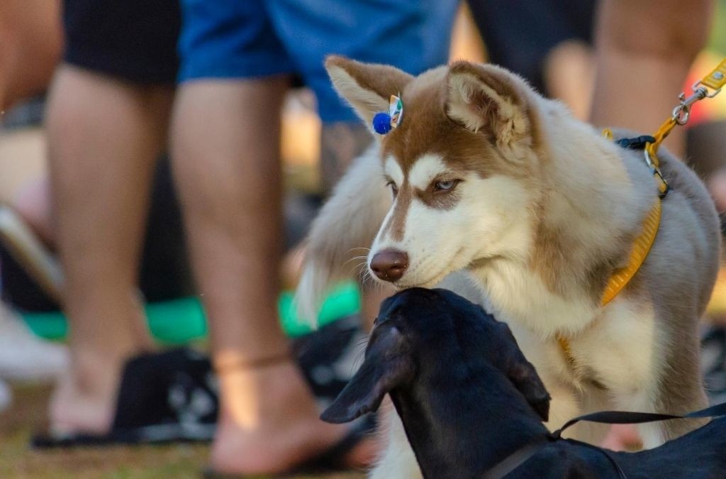 Mijn hond is jaloers/ Kan een hond jaloers zijn? Aniek Wendt