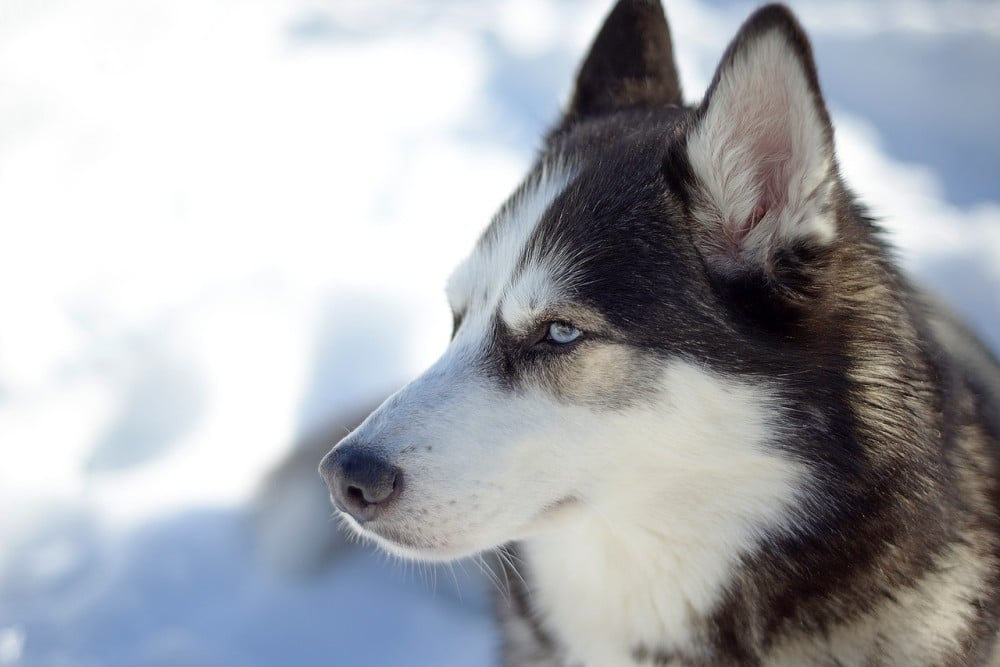 Populaire Hondenrassen Siberische Husky Hondencoach Aniek Wendt