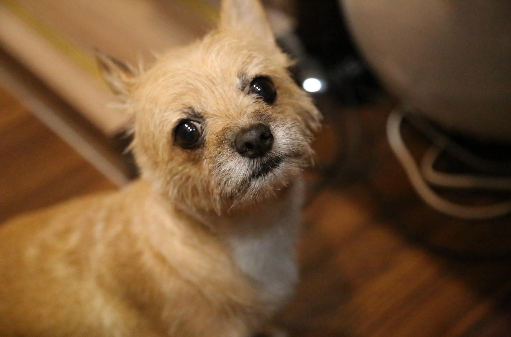 Mijn hond is jaloers/ Kan een hond jaloers zijn? Aniek Wendt