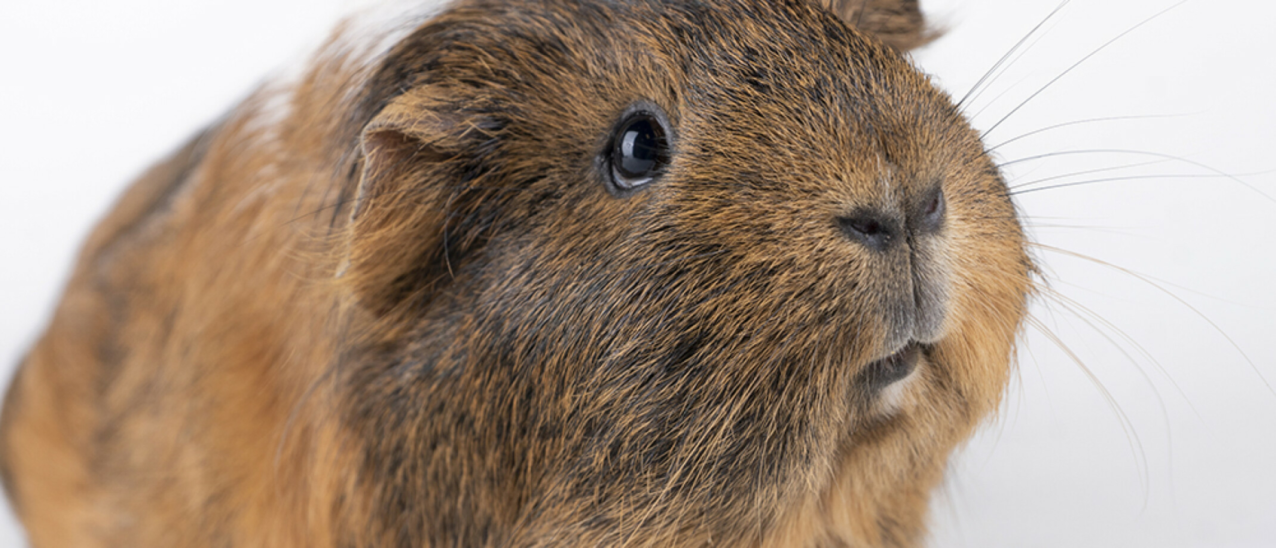 Urinary tract problems in guinea pigs