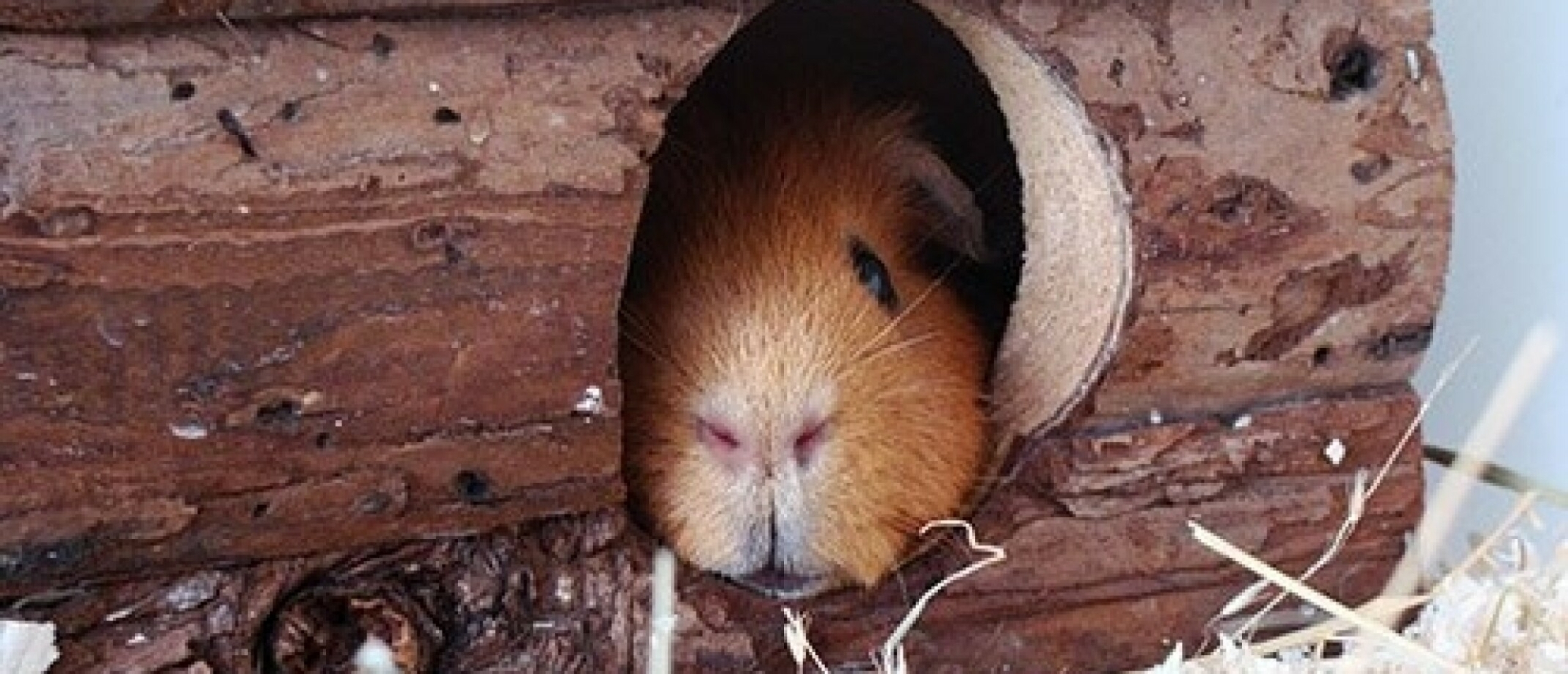 4 tips to help your guinea pigs during winter