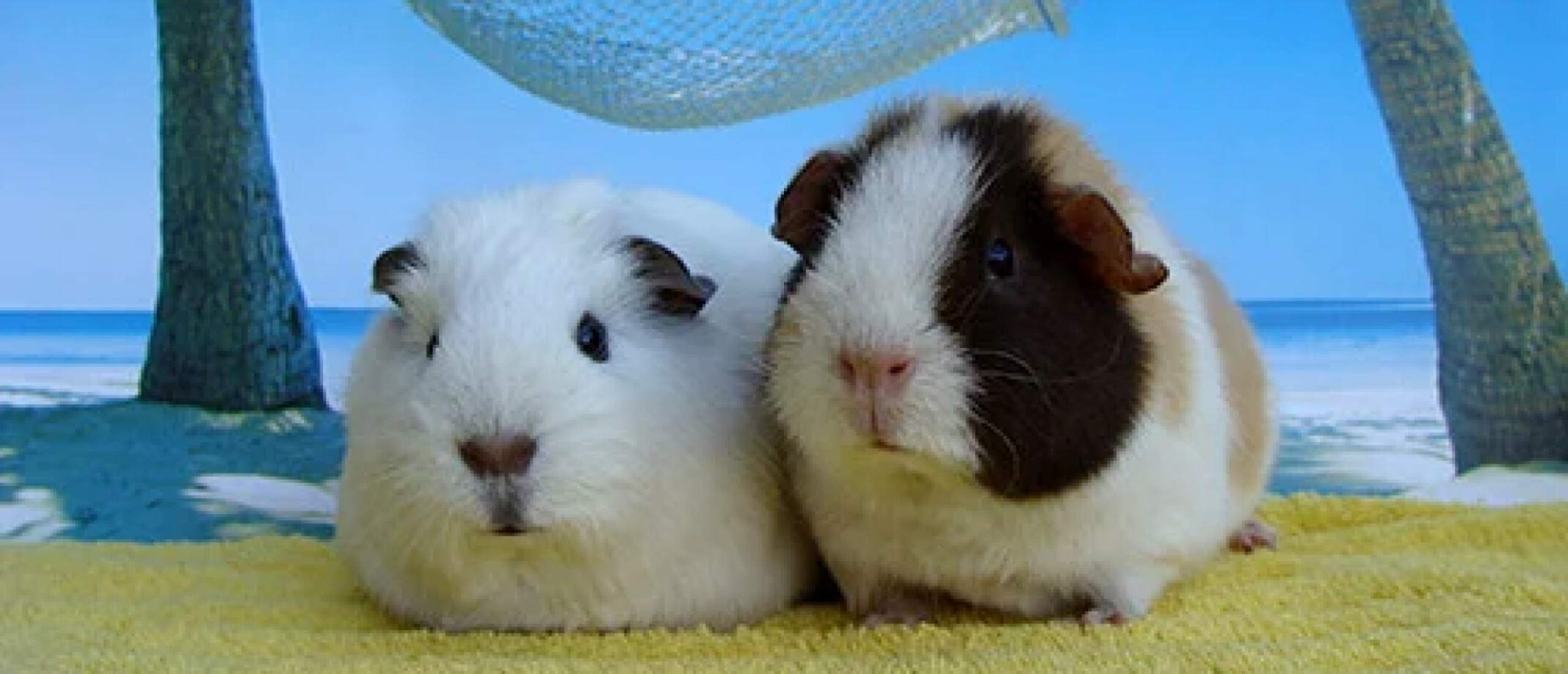 When is it too hot for guinea pigs? And what can I do to cool my guinea pig down?