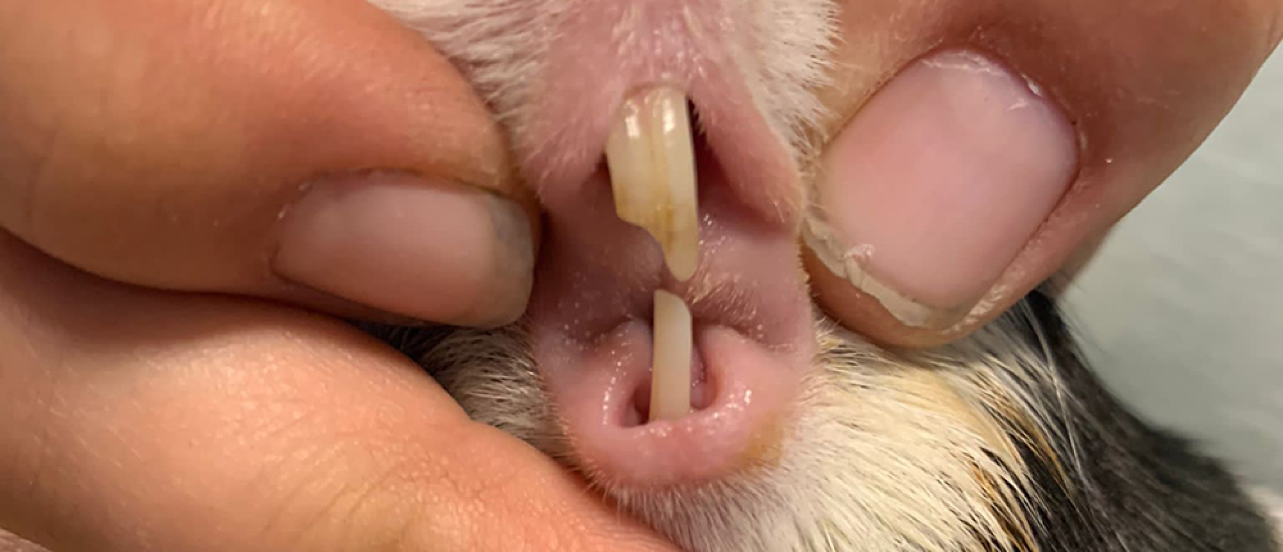 Open wide! Some more about teeth problems in guinea pigs