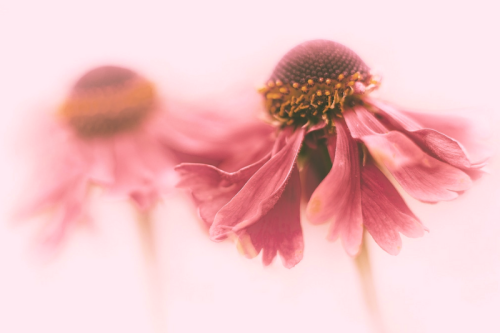 Alleengeboren Tweeling - LEVHealthy