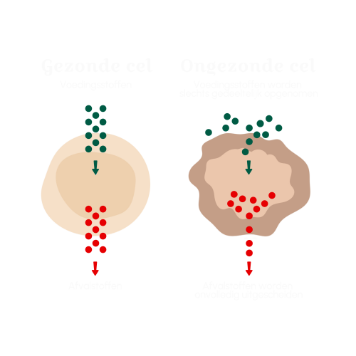 cellen-beschadigd-en-gezond-omega-3-annekie-kiers