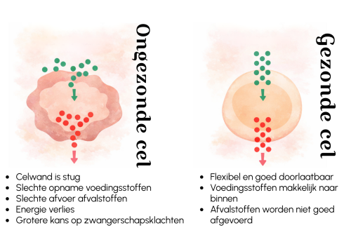 Cellen - Zwangerschap - Annekiekiers.nl