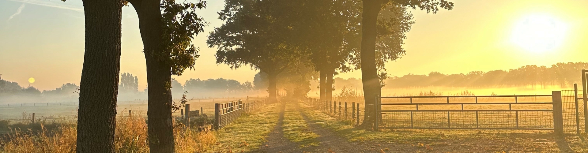 Rust en well-aging in de natuur Bosbaden inspiratie: ochtendwandeling met zonlicht door de bomen, goed voor de huid en welzijn