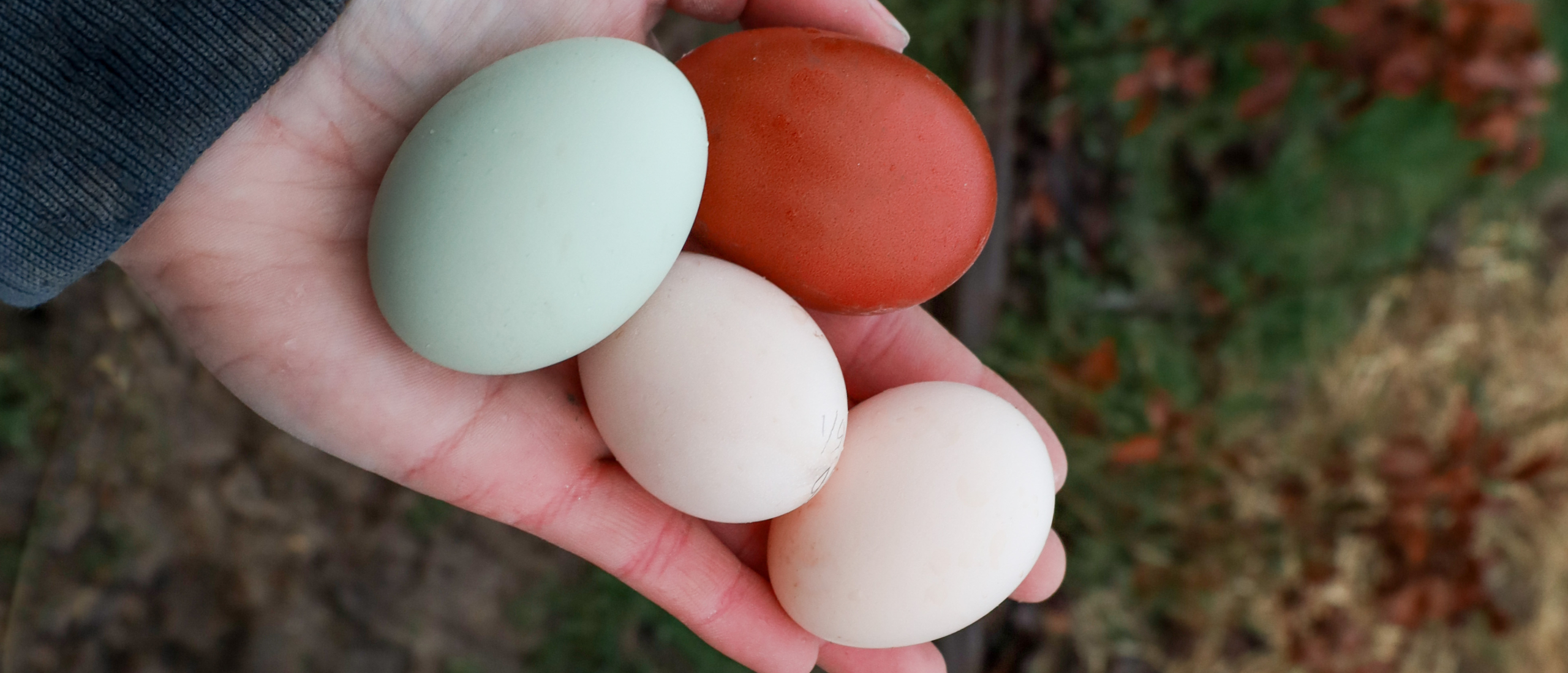 Voorbereiden eieren uit te broeden | Van tot volwassen kip | Blogs | Another Chick