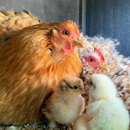 Belastingen Onderbreking kwaadaardig Zelf kuikens uitbroeden | Broedeieren | Another Chick Day